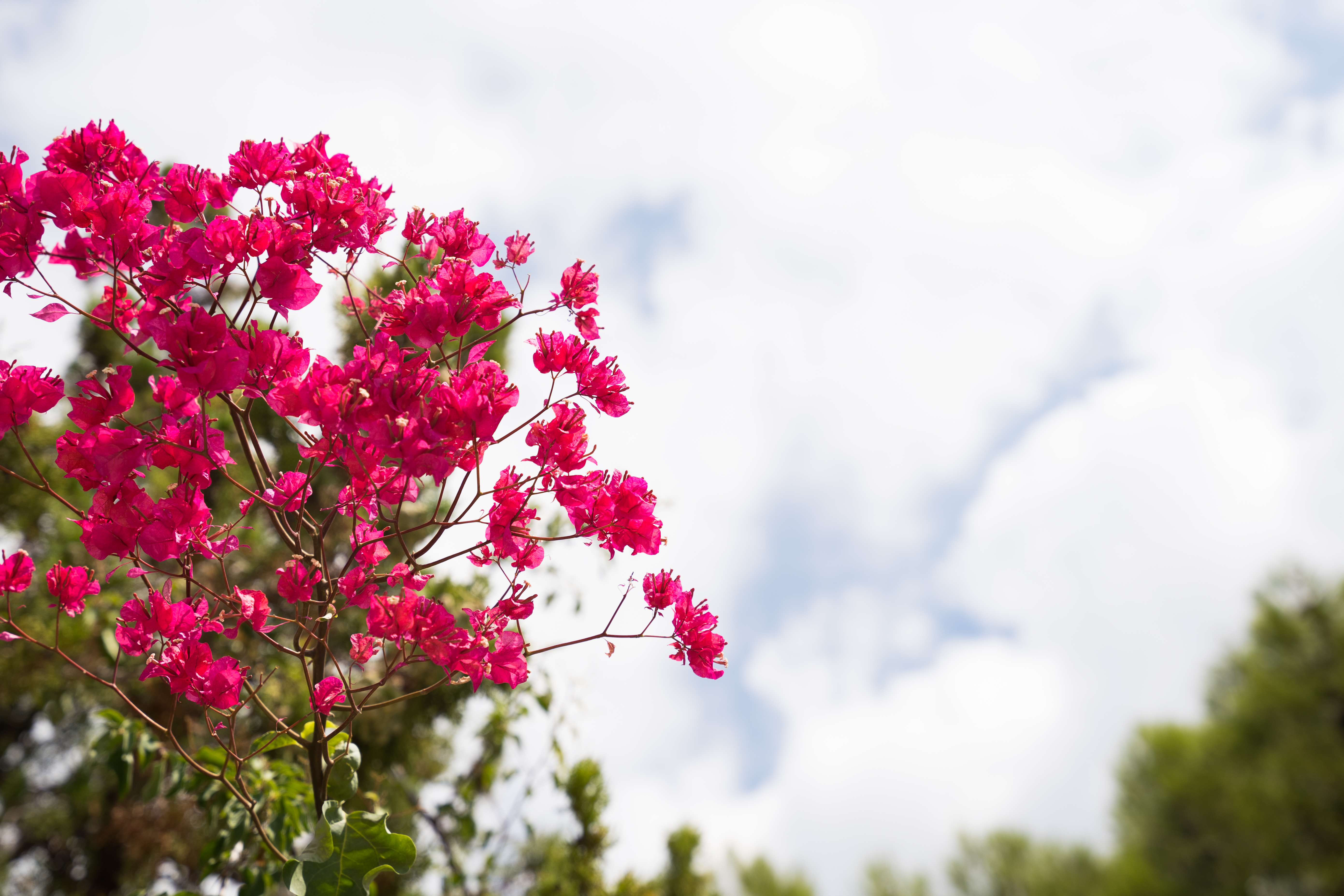 Bougainvillea beside the Poolside House